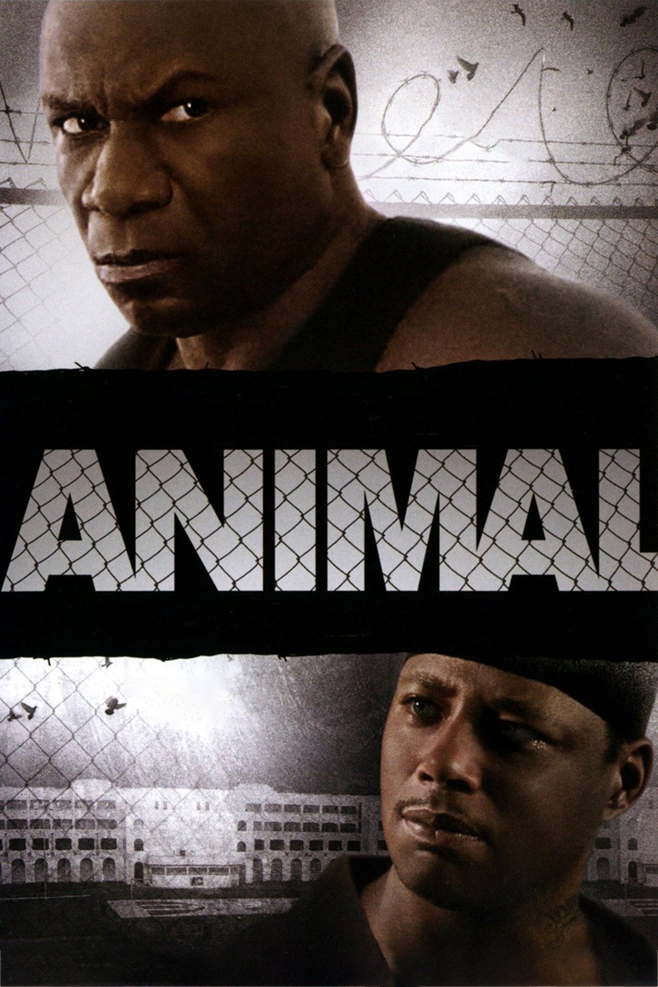 Download Animal Movie in Hindi – HD MP4